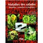 Maladies des salades