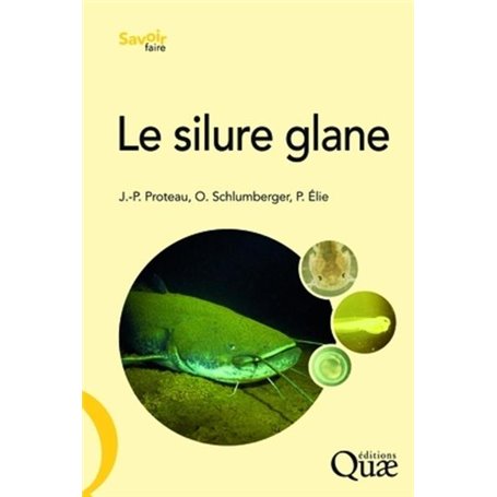 Le silure glane