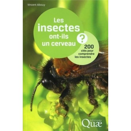 Les insectes ont-ils un cerveau ?