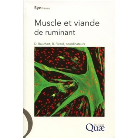 Muscle et viande de ruminant