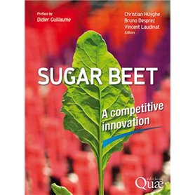 Sugar beet