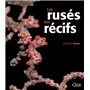 Les rusés des récifs