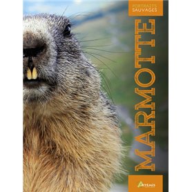 La marmotte