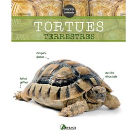 Tortues terrestres