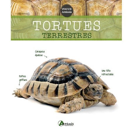 Tortues terrestres