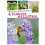 Insectes pollinisateurs et plantes mellifères