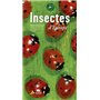 Insectes d'Europe