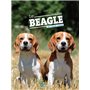 Le beagle