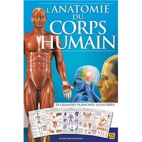 L'anatomie du corps humain