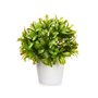 Plante décorative Plastique 17 x 17 cm (6 Unités)