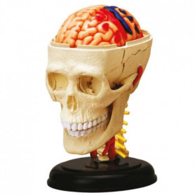 MGM - Explora - Anatomie crâne et cerveau - Expérience anatomie 29,99 €