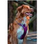 Harnais pour Chien Red Dingo Dingo 25-36 cm 31-43 cm Violet XS