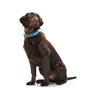 Collier pour Chien Hunter Convenience 47-55 cm L Turquoise