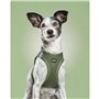 Harnais pour Chien Gloria 24,5-26 cm Vert 18-20 cm