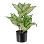 Plante décorative Polyéthylène PEVA Dieffenbachia 42 x 42 x 52 cm