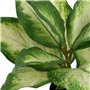 Plante décorative Polyéthylène PEVA Dieffenbachia 42 x 42 x 52 cm