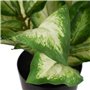Plante décorative Polyéthylène PEVA Dieffenbachia 42 x 42 x 52 cm