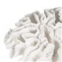Figurine Décorative Blanc Corail 30 x 30 x 11 cm