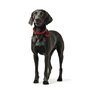 Collier pour Chien Hunter Aalborg Rouge L 45-55 cm