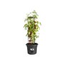 ELHO Pot a tomate Green Basics - 33 cm - Noir vif