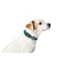 Collier pour Chien Hunter Turquoise 12