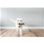 Jouet pour chien Benebone