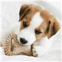 Jouet pour chien Benebone animaux