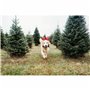 Jouet pour chien Benebone Marron animaux