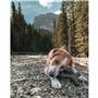 Jouet pour chien Benebone Marron animaux