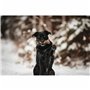 Jouet pour chien Benebone Marron animaux