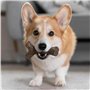 Jouet pour chien Benebone Marron animaux