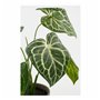 Plante décorative Mica Decorations Caladium Ø 21 x 28 cm Artificielle