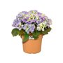 Elho Green Basics Cilinder Pot de fleurs Marron clair 55 cm