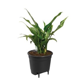 Elho Self-watering Insert Pot a fleurs 36 - Noir - Ø 36 x H 35 cm - intérieuraccessoires - 100% recyclé