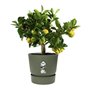 ELHO Pot de fleurs rond Greenville 30 - Extérieur - Ø 29,5 x H 27,8 cm - Vert feuille