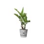 ELHO Greenville Pot de fleurs rondØ 47 x H 44 cm - extérieur - 100 47 - Gris - % recyclé