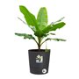 Pot de fleur Elho Plastique Rond Greensense Aqua Care Gris Charbon Ø 34.5 x H 34.1 cm 35 L