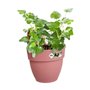 ELHO - Pot de fleurs -  Vibia Campana Easy Hanger Small - Rose Poussiere - Balcon extérieur - L 24.1 x W 20.5 x H 26.5 c