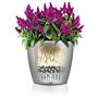 Pot de fleur LECHUZA Classico Premium LS 50  - kit complet, anthracite métallisé