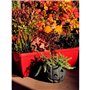 Bac a fleurs RIVIERA EVA - Lot 2 jardinieres - Plastique - 57 cm - Rouge