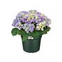 Elho Bac a fleurs Green Basics Cilinder 55 - Vert - Ø 54 x H 41 cm - extérieur - 100% recyclé