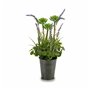 Plante décorative Lavande Métal Plastique 13 x 40 x 13 cm (12 Unités)