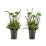 Plante décorative Lavande Métal Plastique 13 x 40 x 13 cm (12 Unités)