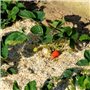 NATUREN Paille de Chanvre UAB 100L - Protege le potager et enrichit le sol