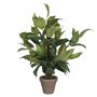 Plante décorative Mica Decorations Hosta Vert PVC (15