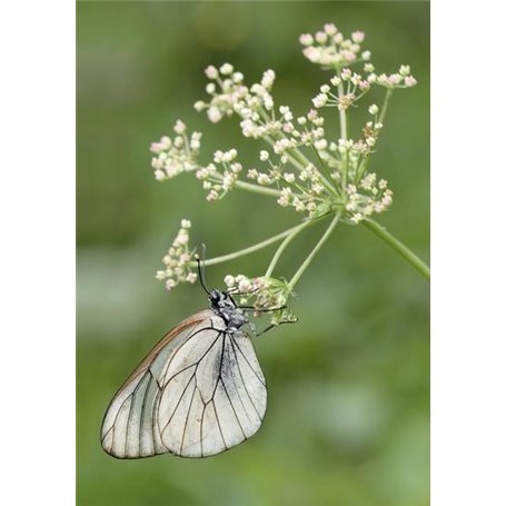 CARNET DE PHOTOGRAPHES   MACROPHOTOGRAPHIE