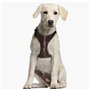 Harnais pour Chien Star Wars Marron M/L