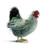 5622 - Peluche Poule Grise 31cm