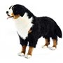 Hansa peluche Geante Bouvier Bernois 4 Pattes 125 cm L