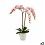 Plante décorative Orchidée Plastique 40 x 77 x 35 cm (2 Unités)